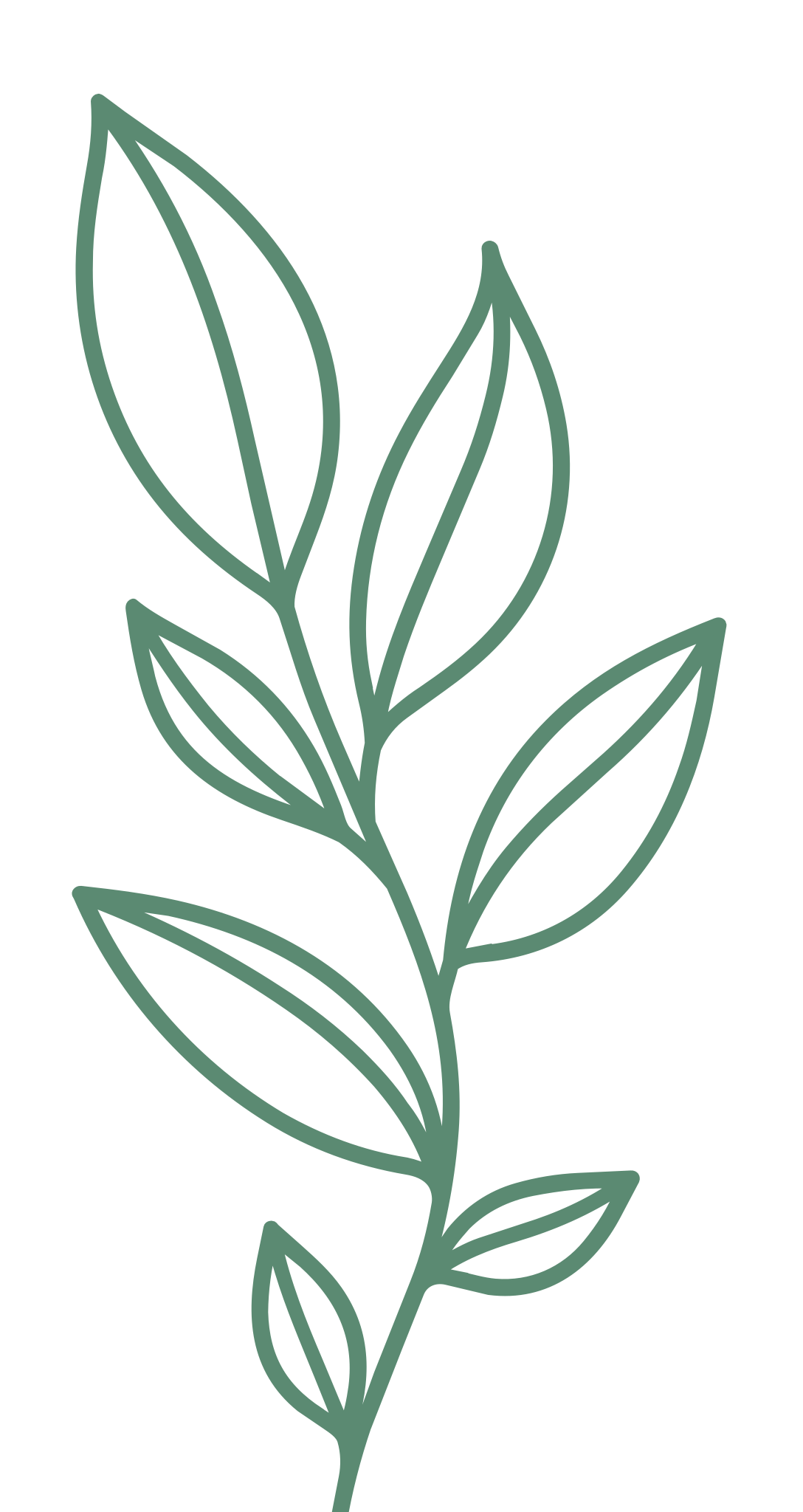Leaf Icon